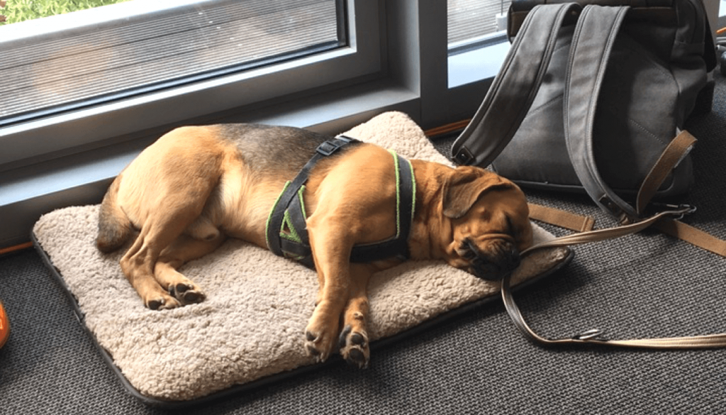 Unser Office Dog Pauli.