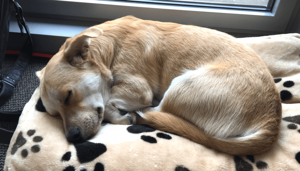 Unser Office Dog Kobi.